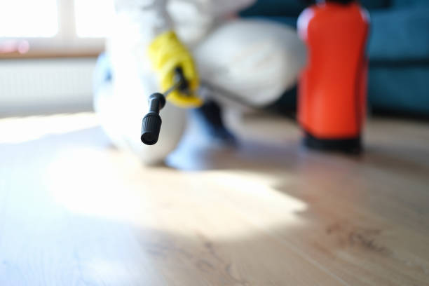 Best Black Mold Removal  in Telluride, CO
