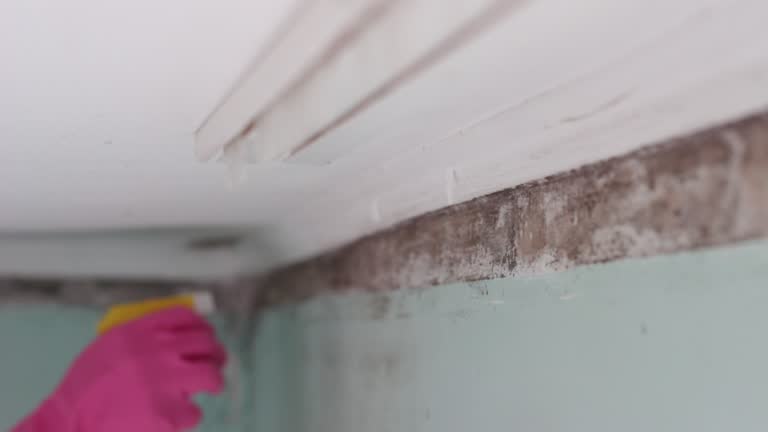 Telluride, CO Mold Removal Company